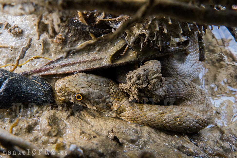 Culebra viperina (Natrix maura)
